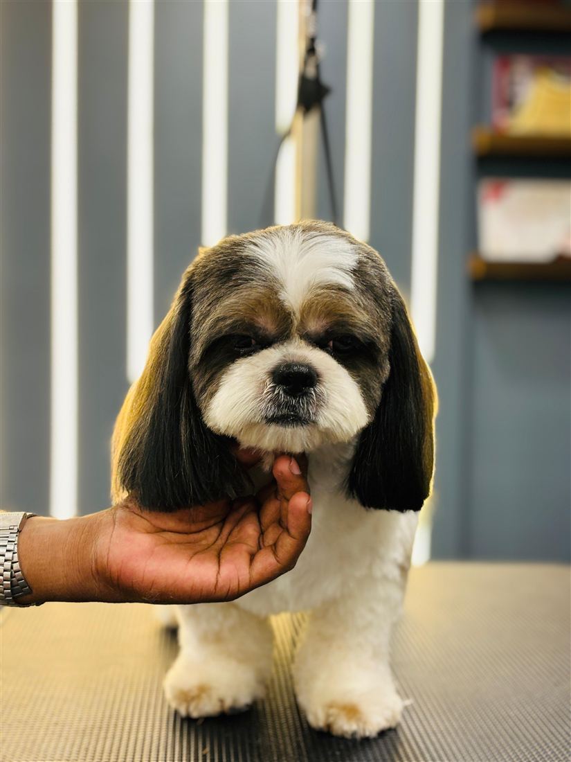 Freshly groomed Shih Tzu at the For Our Pets studio