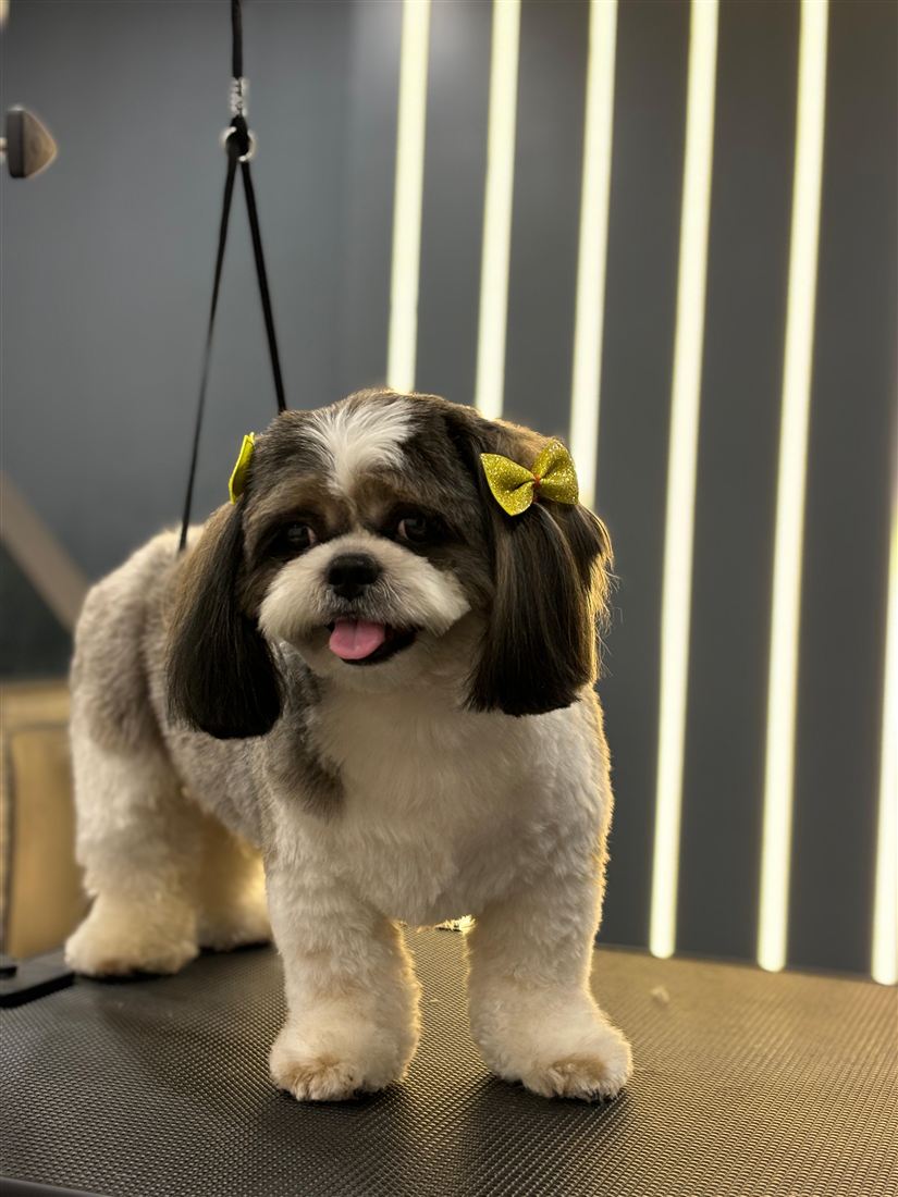 Shih Tzu with yellow bows