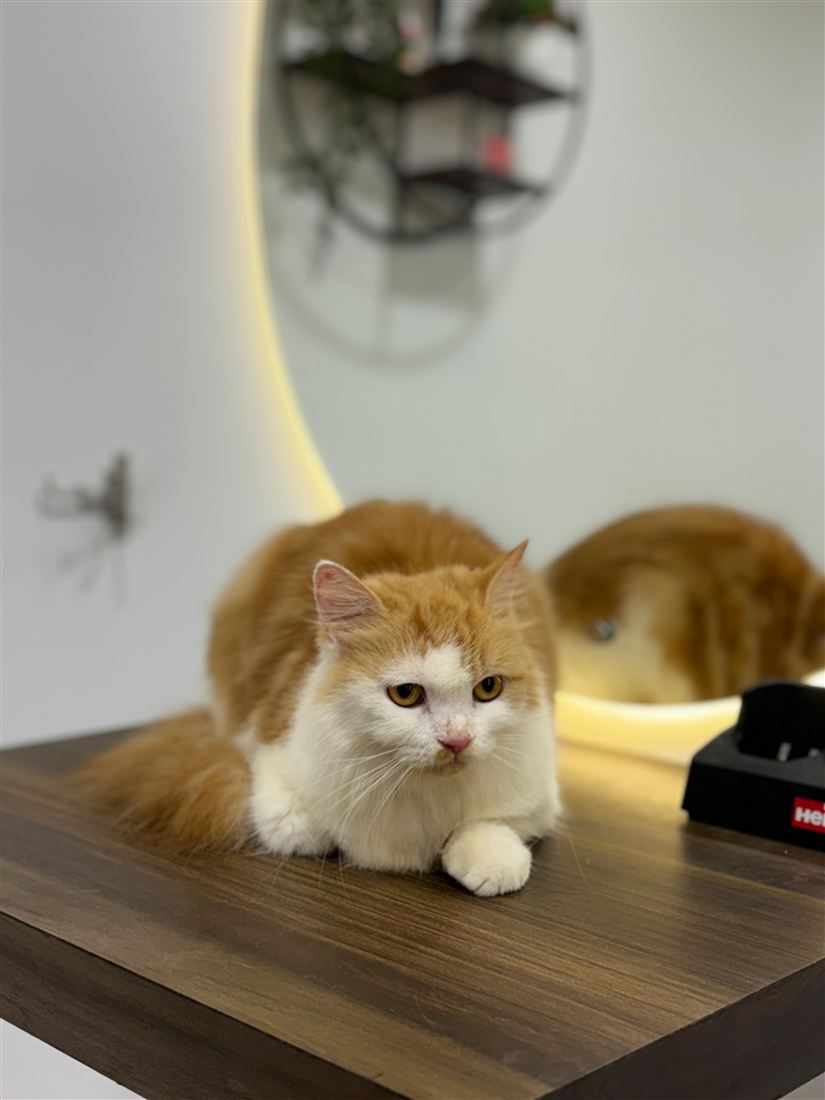 Fluffy white and orange cat