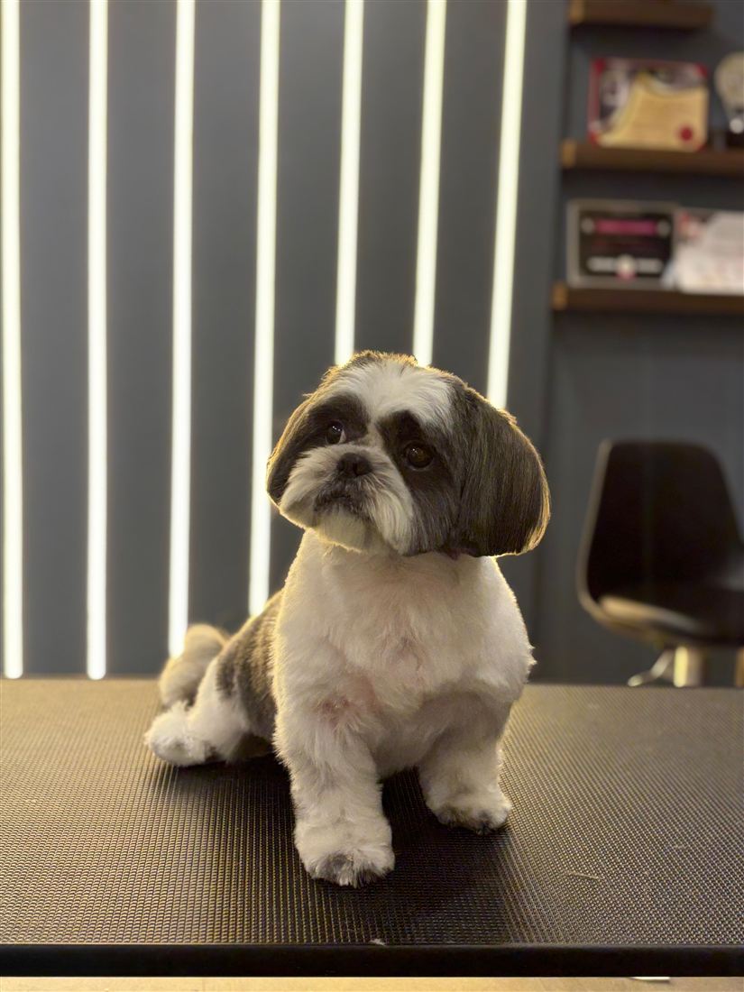 Groomed Shih Tzu at the studio