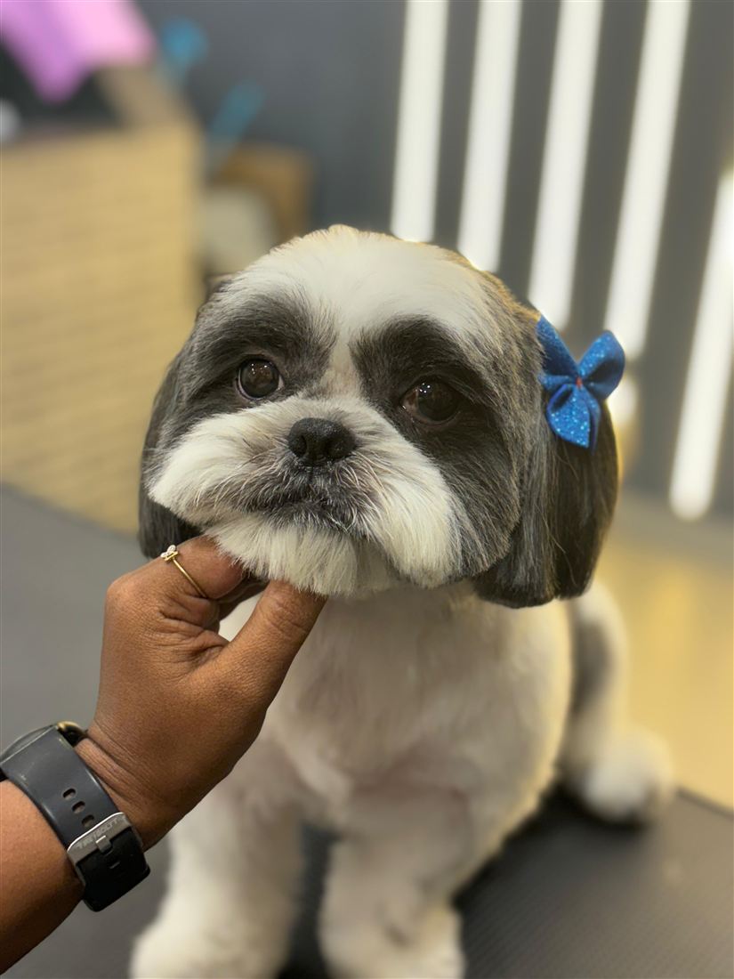 Groomed Shih Tzu with a blue bow