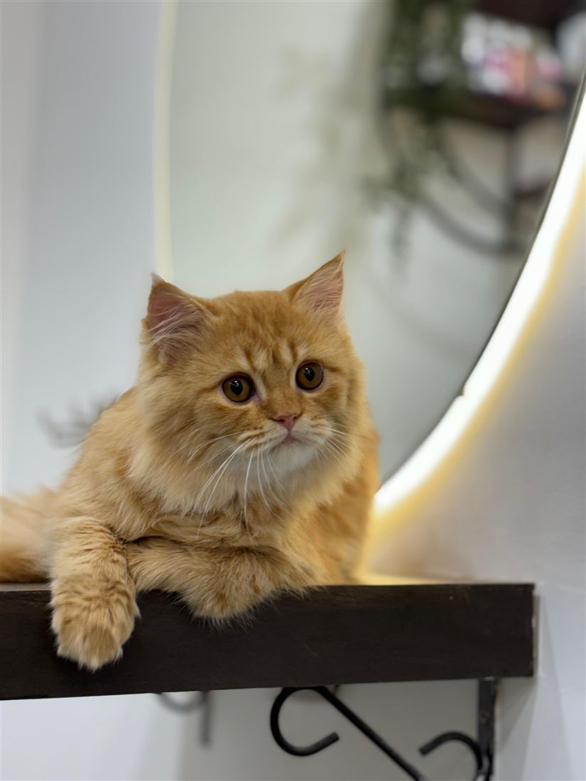 Persian cat on the grooming table