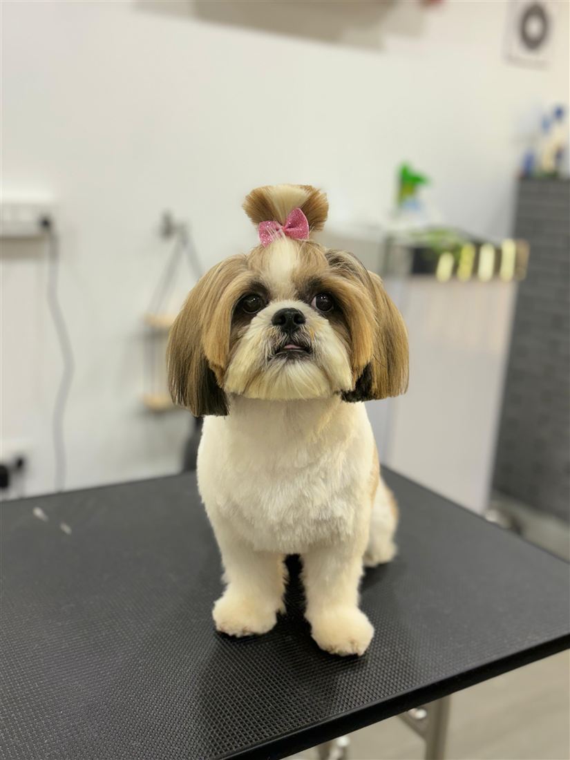 Shih Tzu with a pink top-knot